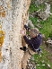 6b+ Desplomilandia, Fritz im V 8